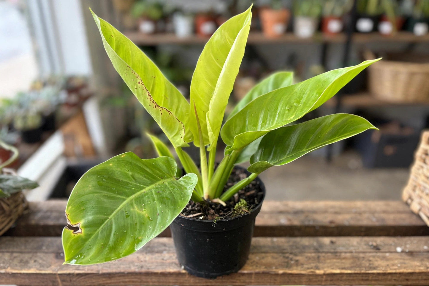 Philodendron Moonlight