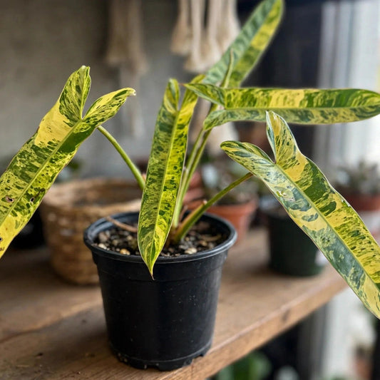 Philodendron Paraiso Verde Variegated