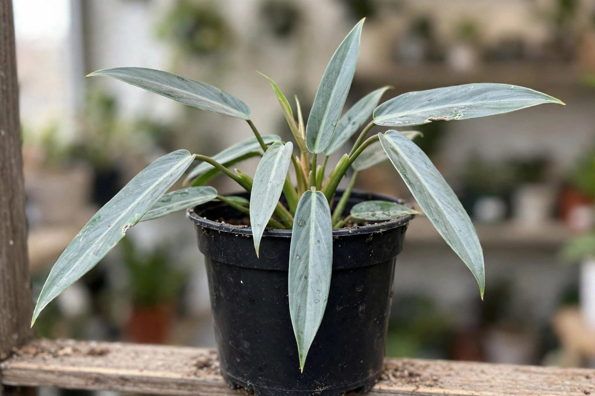 Philodendron Silver Sword 3.5”