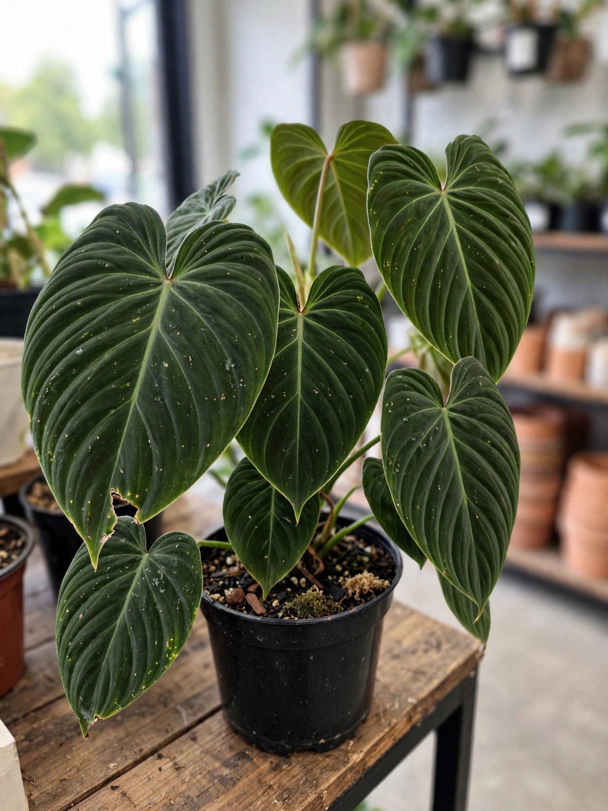 Philodendron Splendid