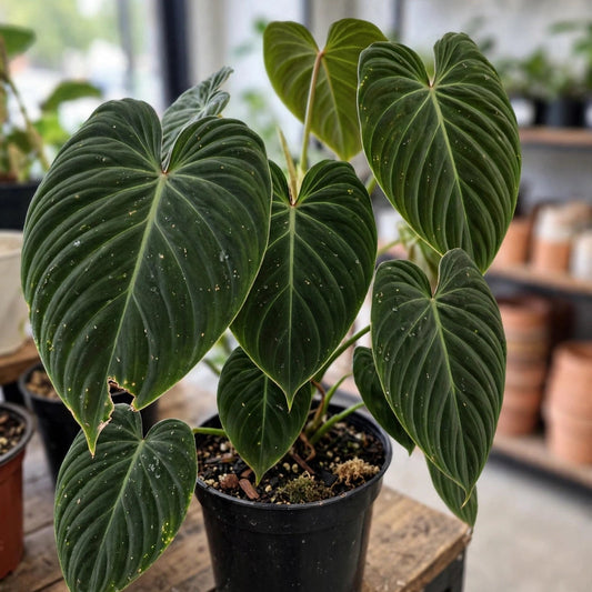 Philodendron Splendid