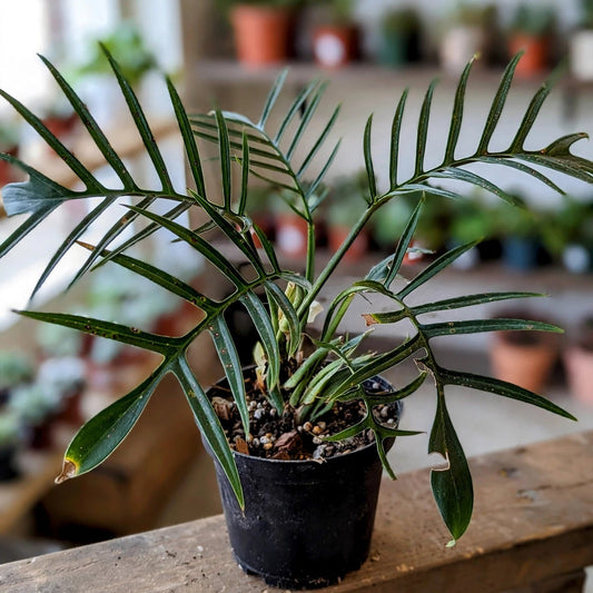 Philodendron Tortum