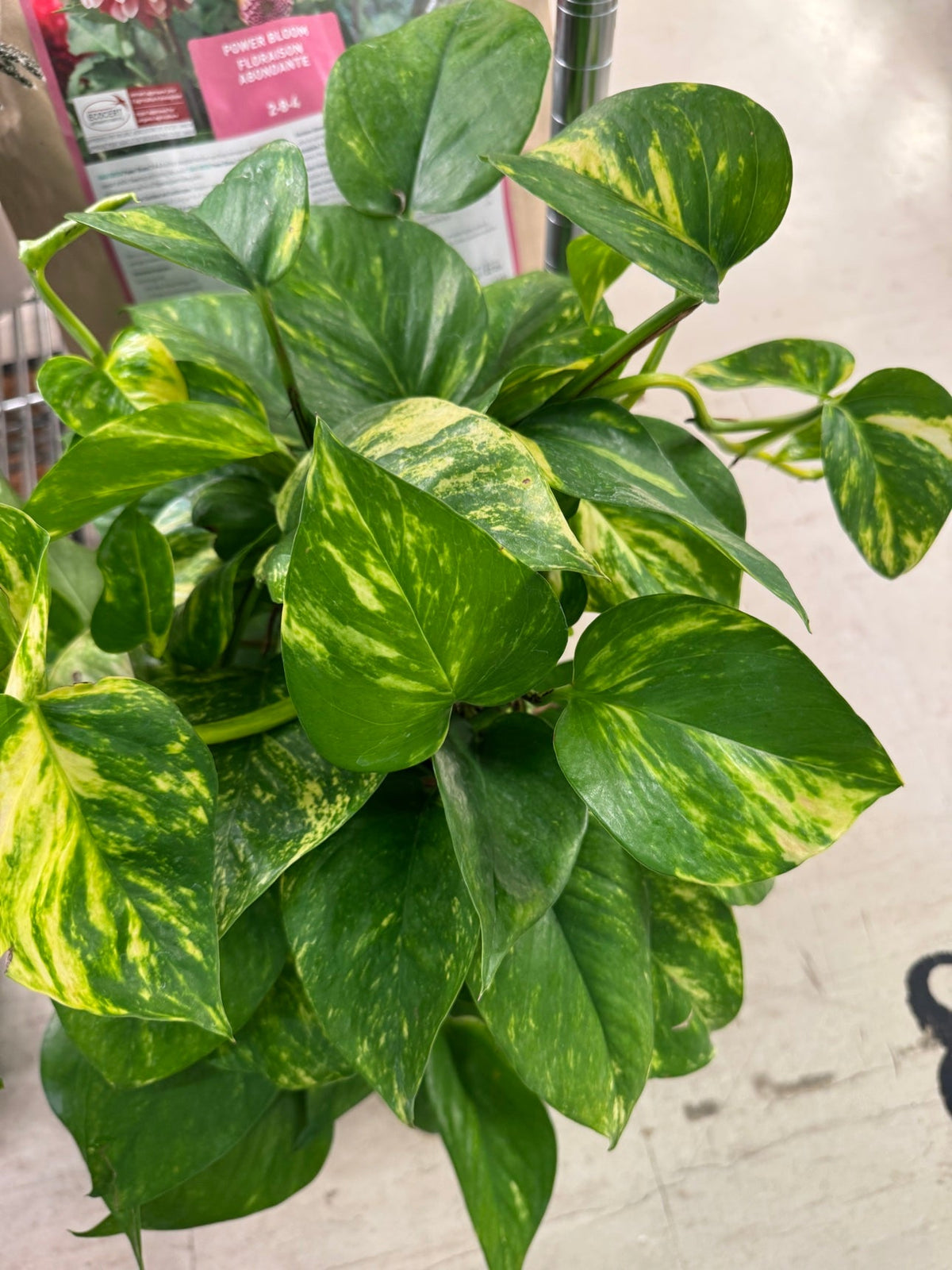 Golden Pothos hanging basket