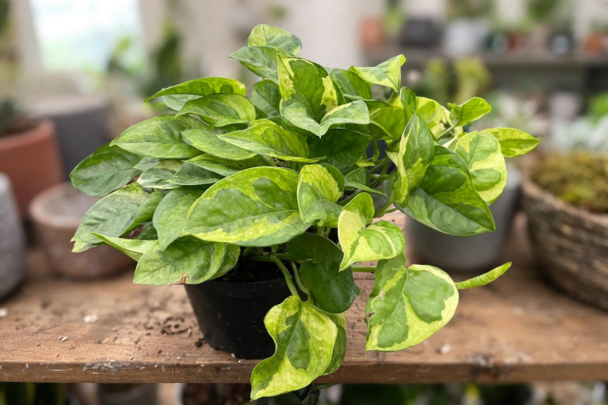 Pothos Lemon Meringue