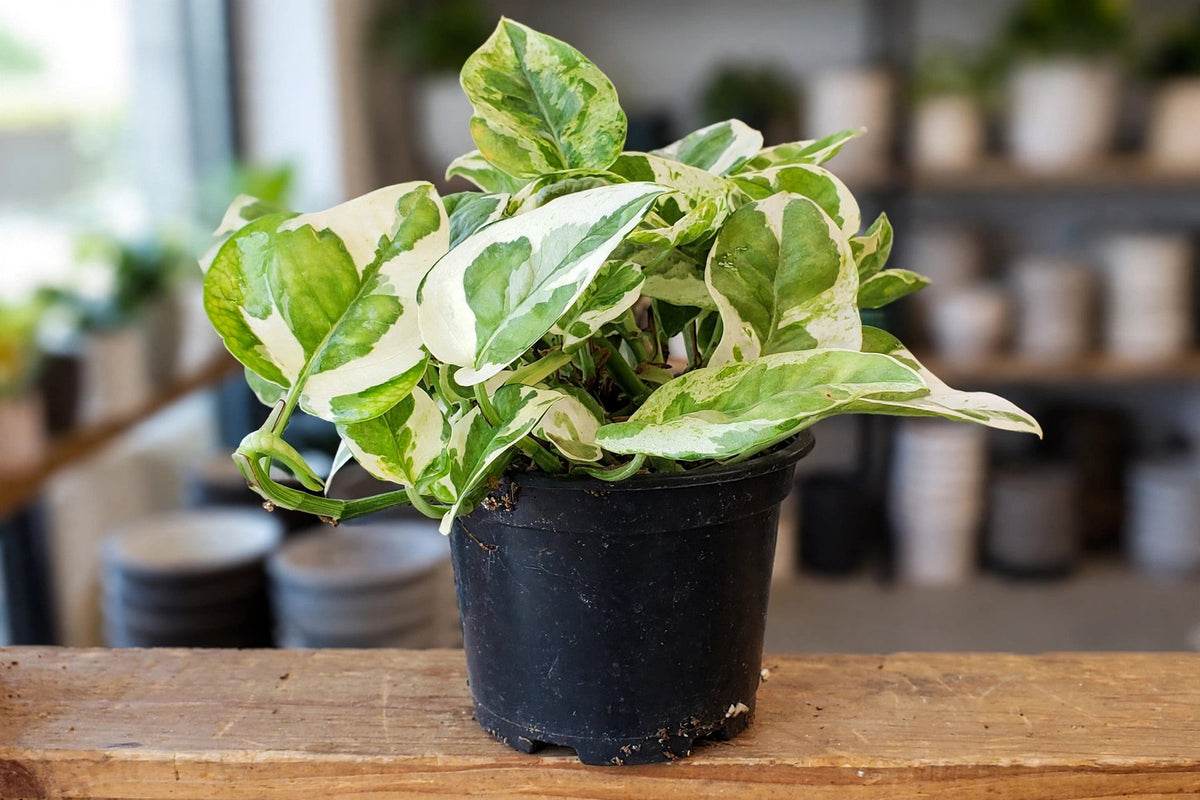 Pothos N'Joy