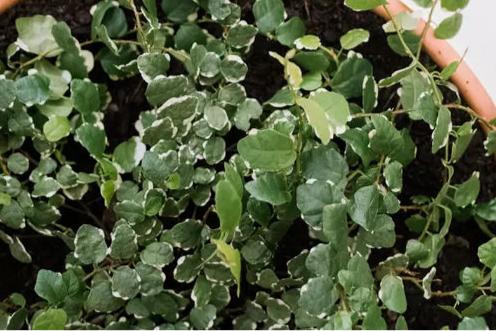 FICUS PUMILA REPENS 3.5" - TOXIC