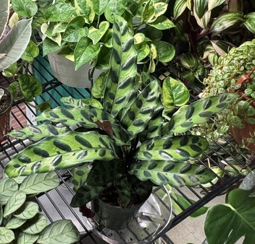 Calathea Lancifolia Rattlesnake at the Grow Pro booth