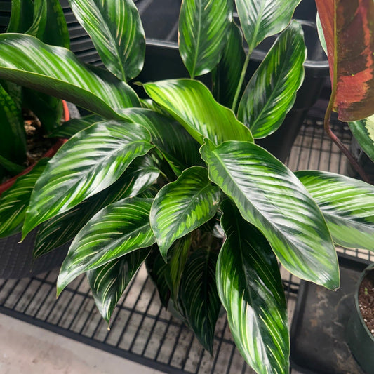 Calathea Beauty Star - Non-Toxic - real photo from the booth