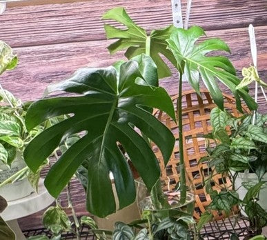 Monstera Deliciosa at the Grow Pro booth