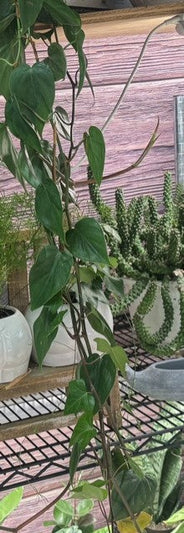 Philodendron Micans trailing at the Grow Pro booth