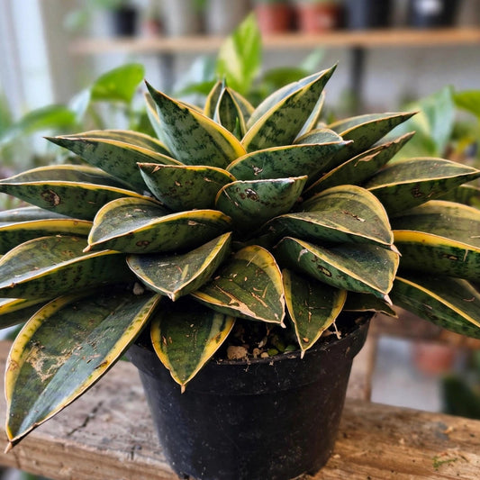 Sansevieria Birdnest Gold Snake