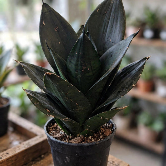 Sansevieria Black Dragon
