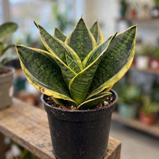 Sansevieria Black And Gold Futura