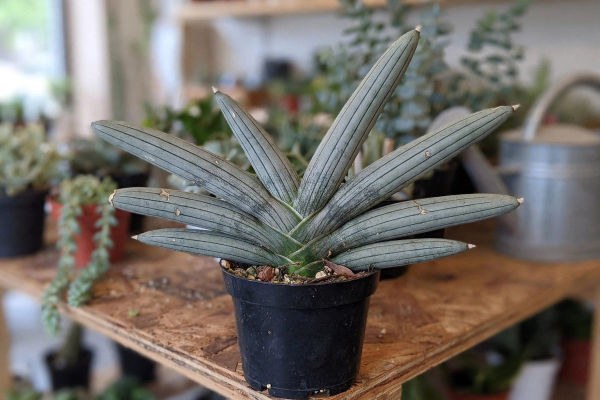 Sansevieria Boncel