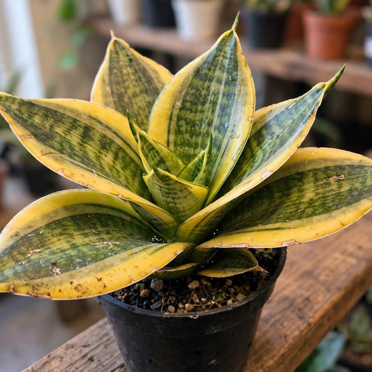 Sansevieria Futura Gold