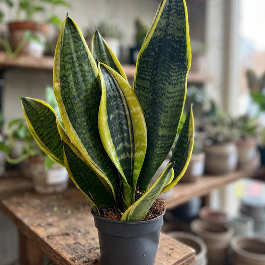 Sansevieria Futura Superba