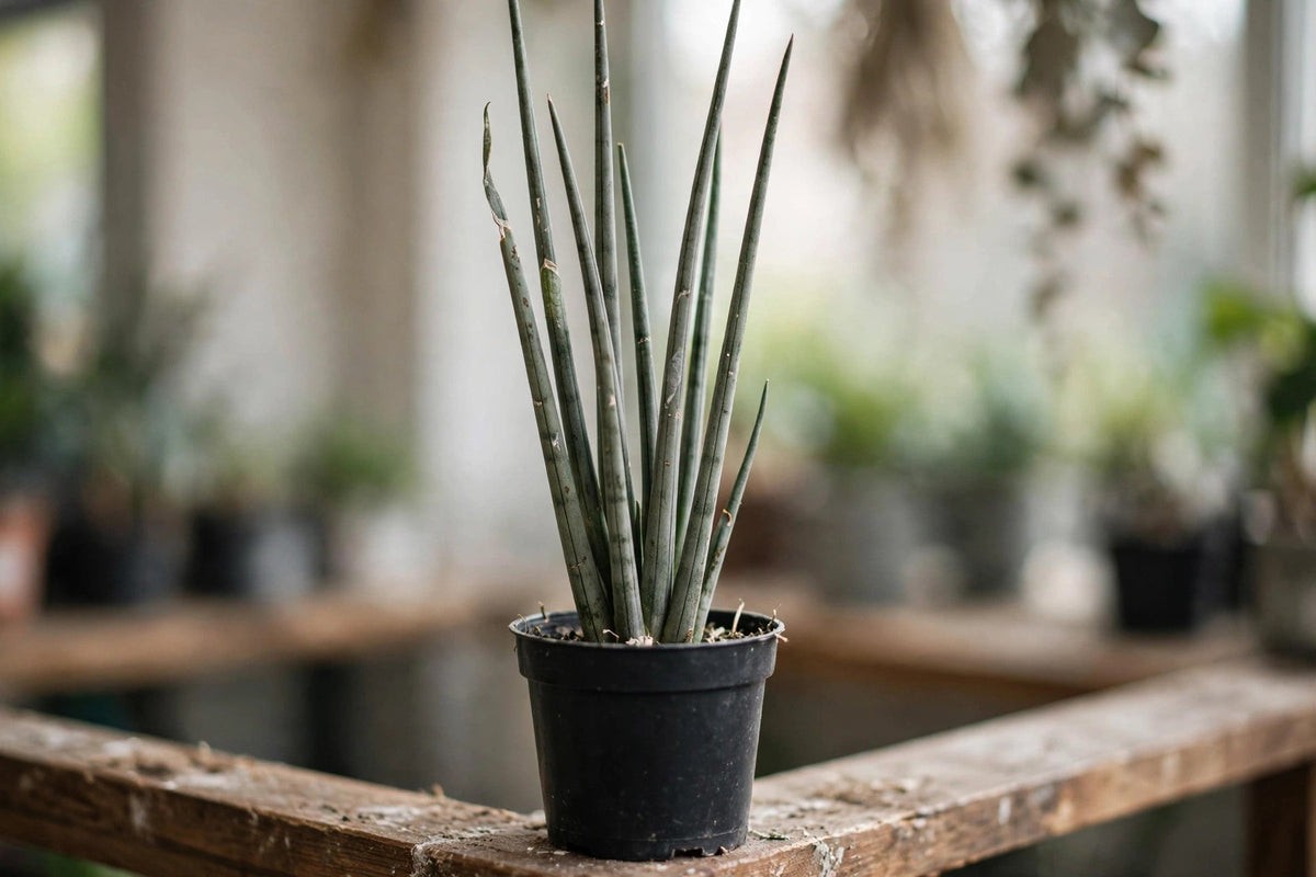Sansevieria Tom Gracilis