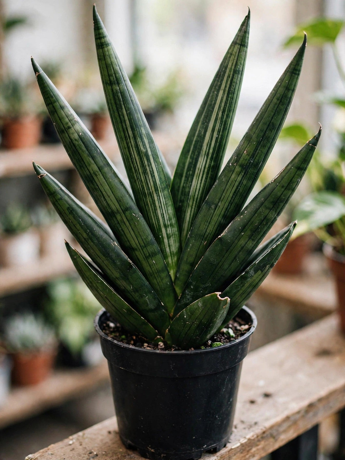 Sansevieria Whitney