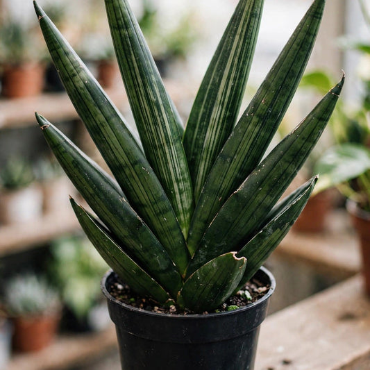 Sansevieria Whitney