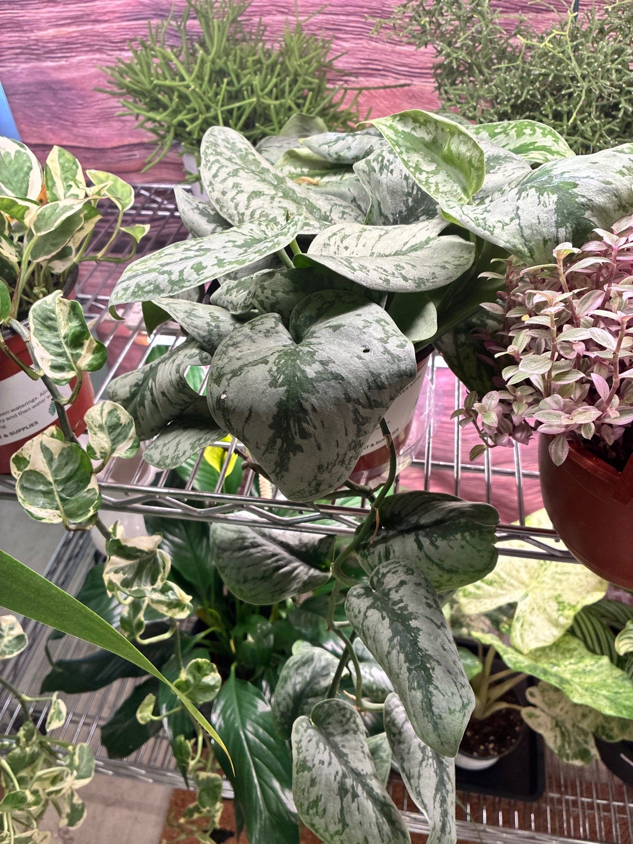 Scindapsus Silver Satin at the Grow Pro booth