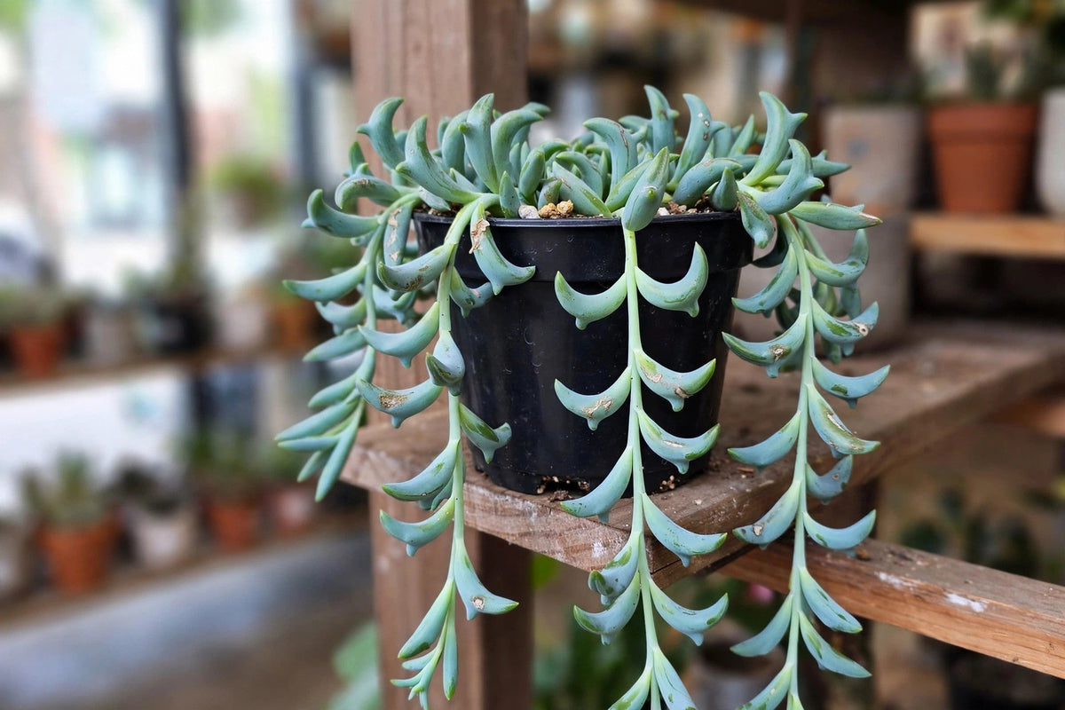 String of Dolphins Succulent