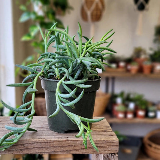 String of Fishhooks Succulent
