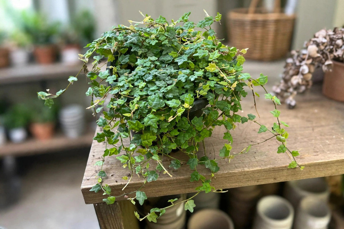 Quercifolia Aka String Of Frogs