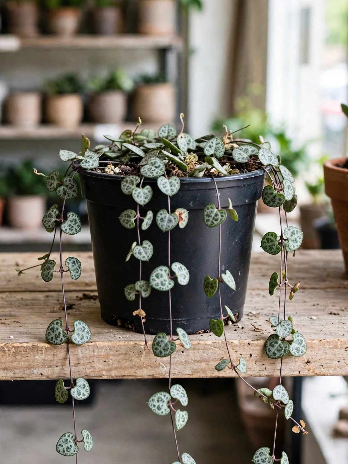 String Of Hearts