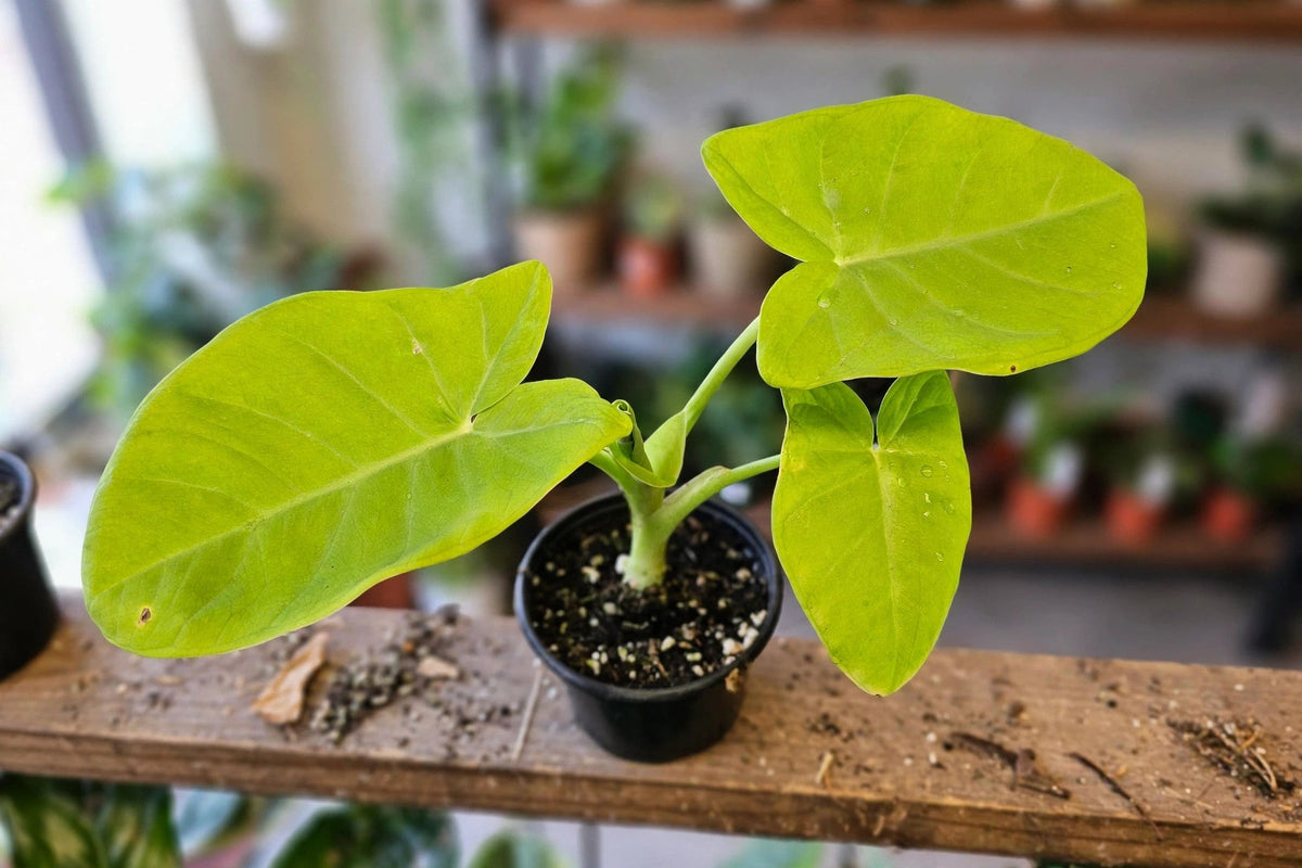 Xanthosoma Lime Zinger Philodendron