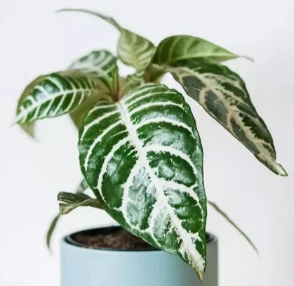 Aphelandra snow white 4" in bloom