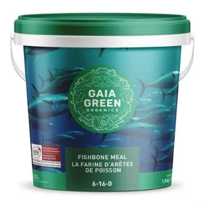 Gaia Green Fishbone 6-16-0