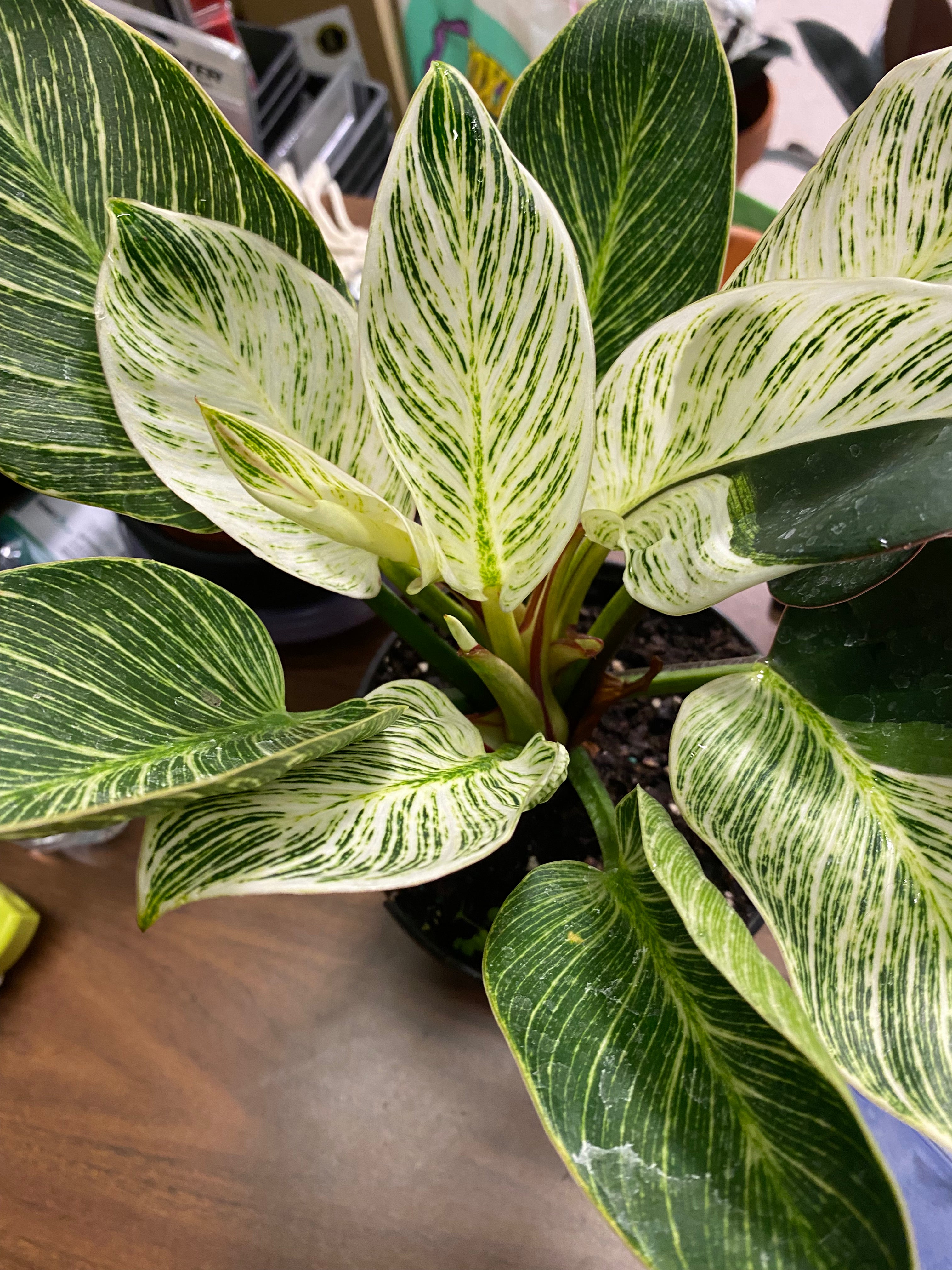 Philodendron Birkin 4” toxic