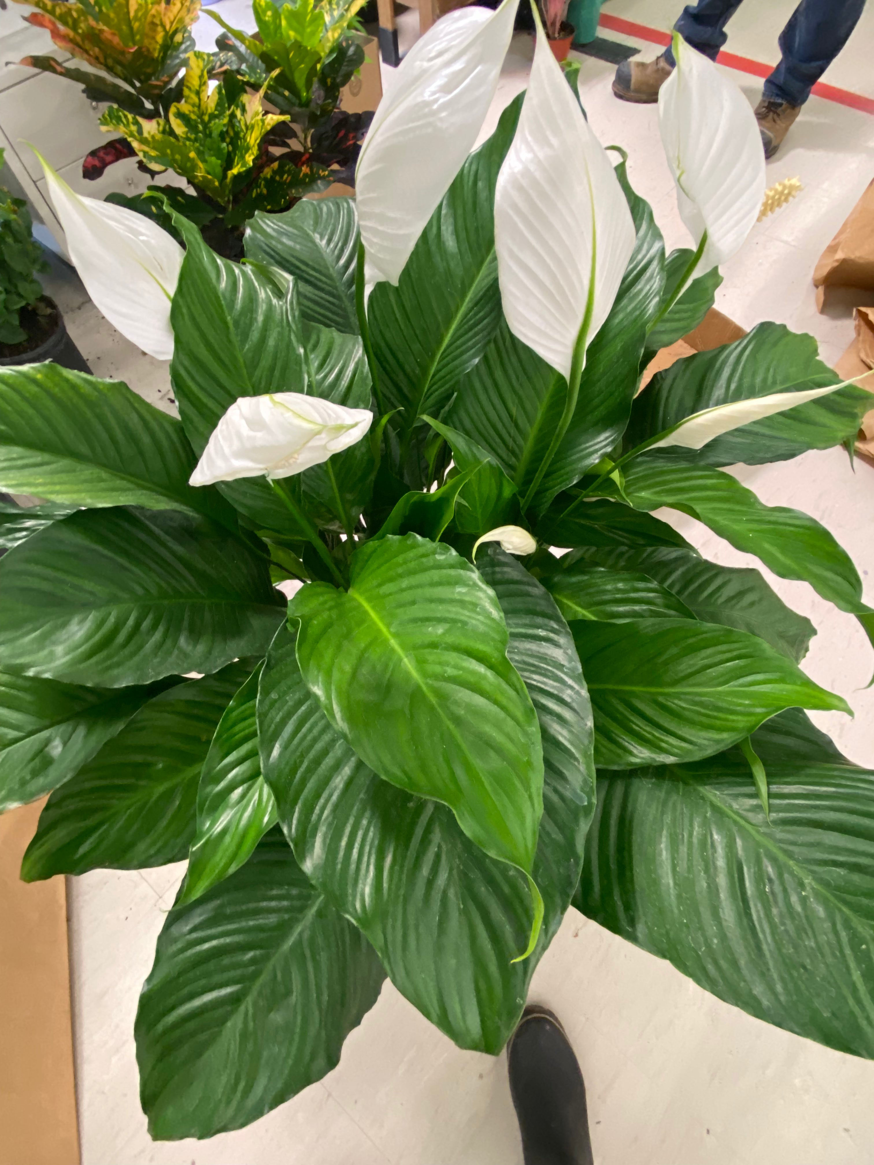Spathipyllum Sweet Pablo 4"  " Peace Lily