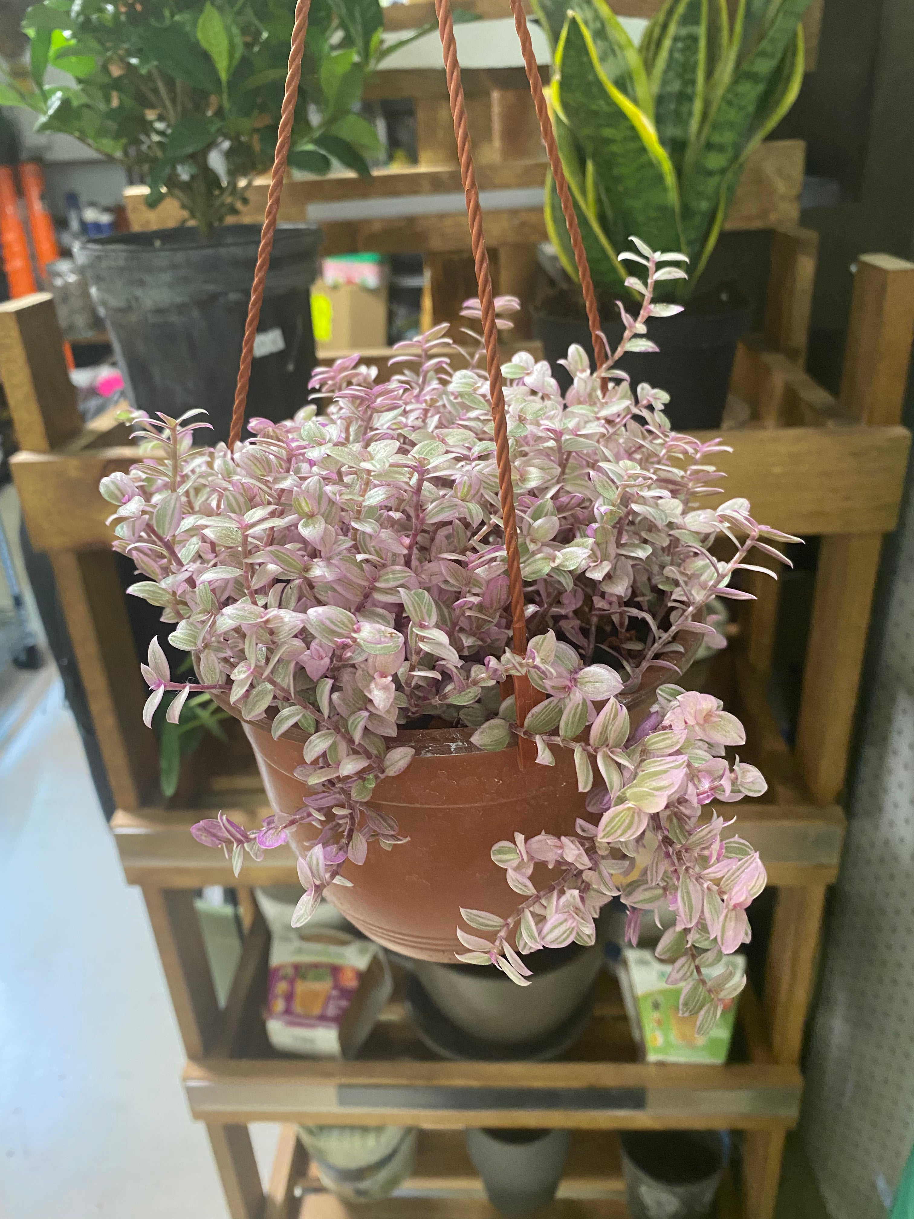 Tradescantia Callisia Repens HB 6' Pink Panther' - Toxic