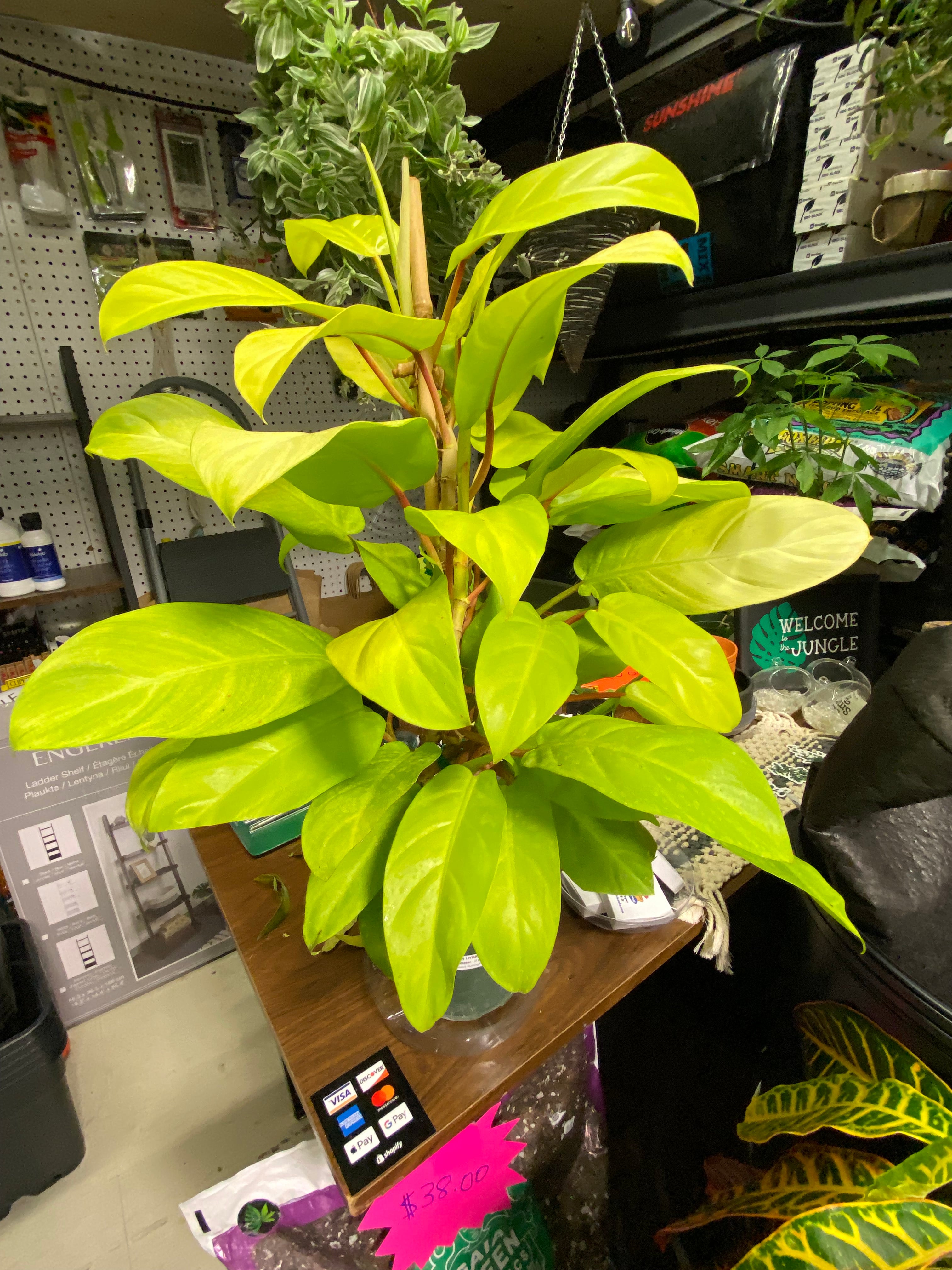 philodendron hybrid lemon lime PHILODENDRON HYBRID LEMON LIME STAKE 6"
