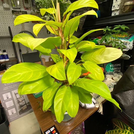 PHILODENDRON HYBRID LEMON LIME STAKE 6" - Toxic