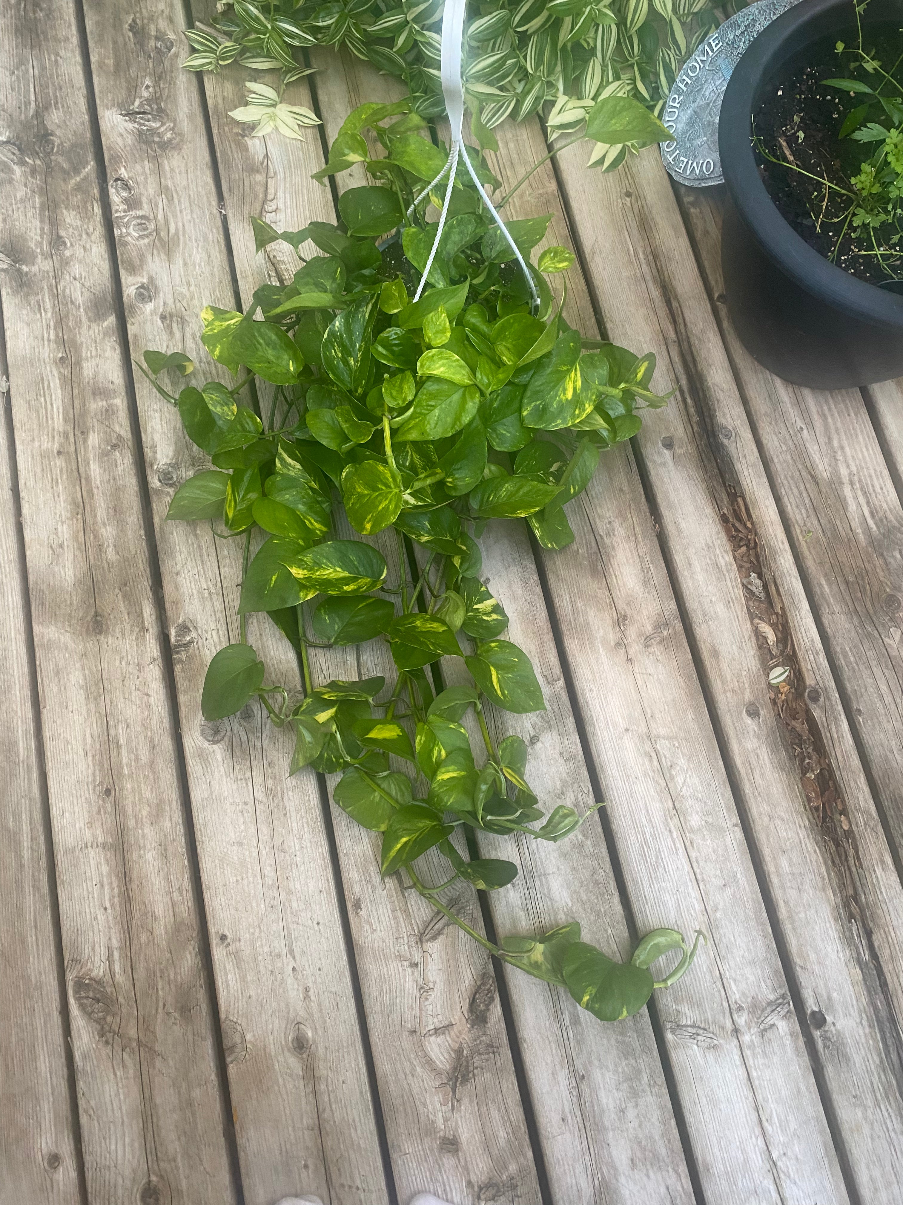 Pothos Golden 8" HB - toxic