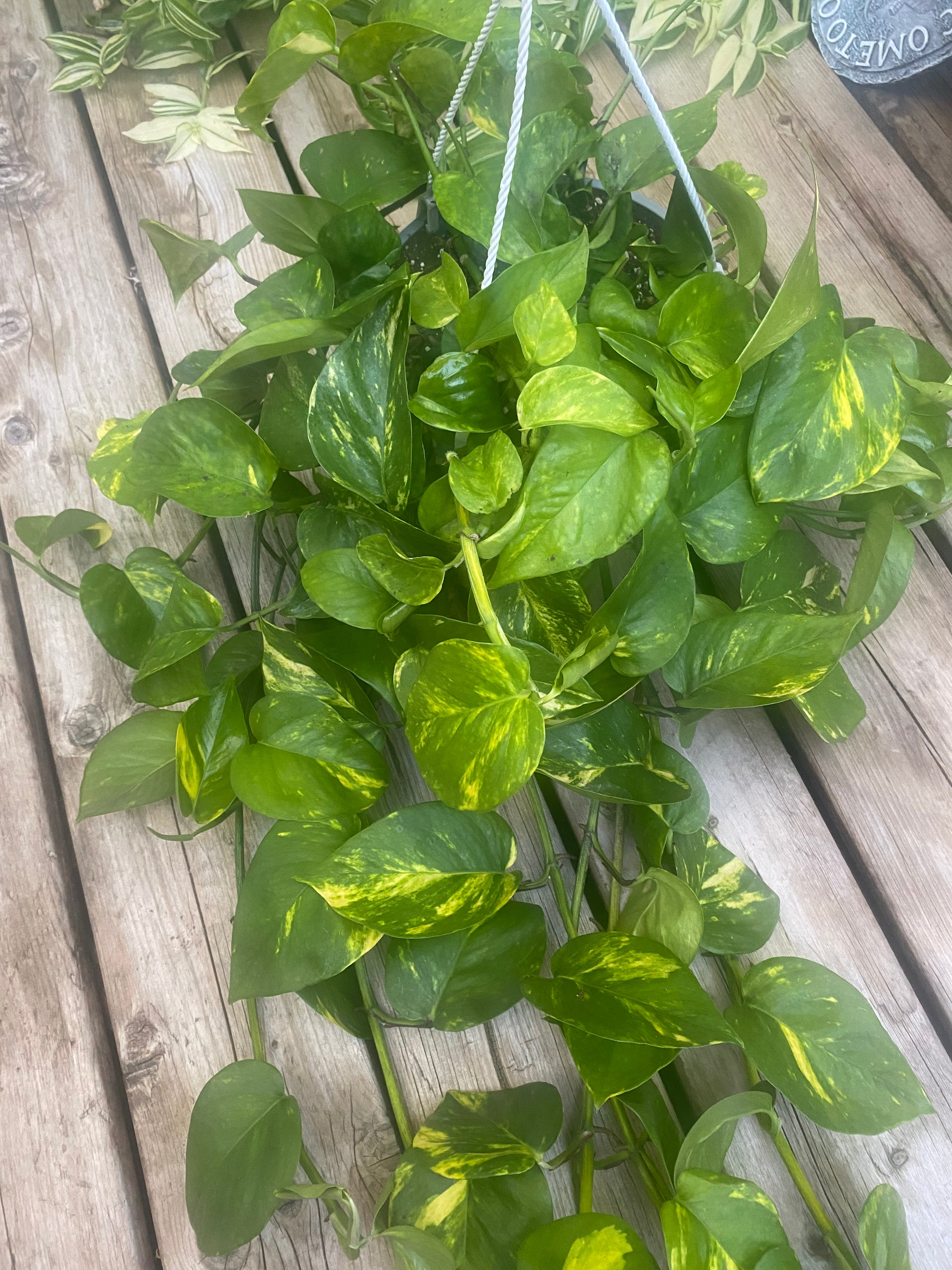 Pothos Golden 8" HB - toxic
