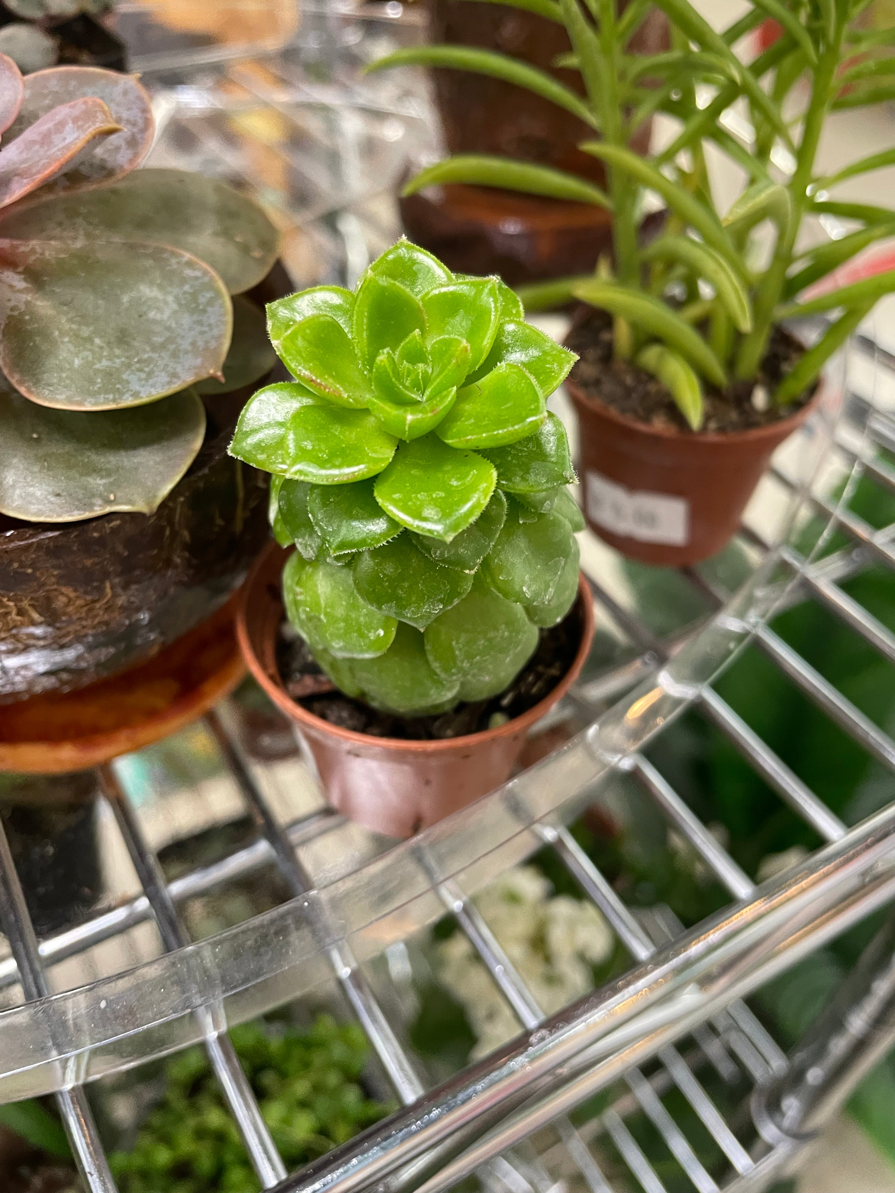 Assorted 2.5" Succulents - TOXIC