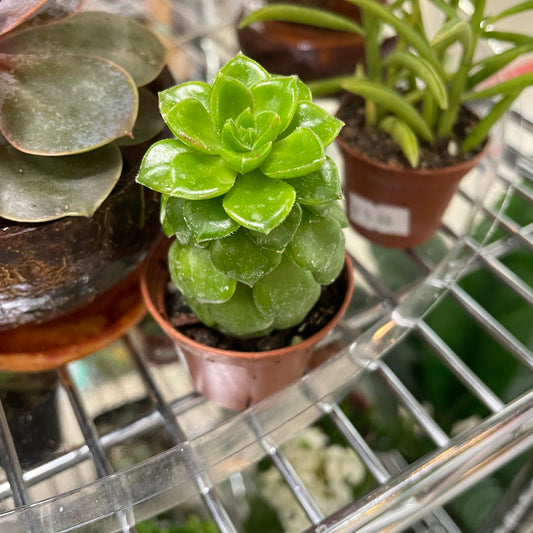 Assorted 2.5" Succulents - TOXIC