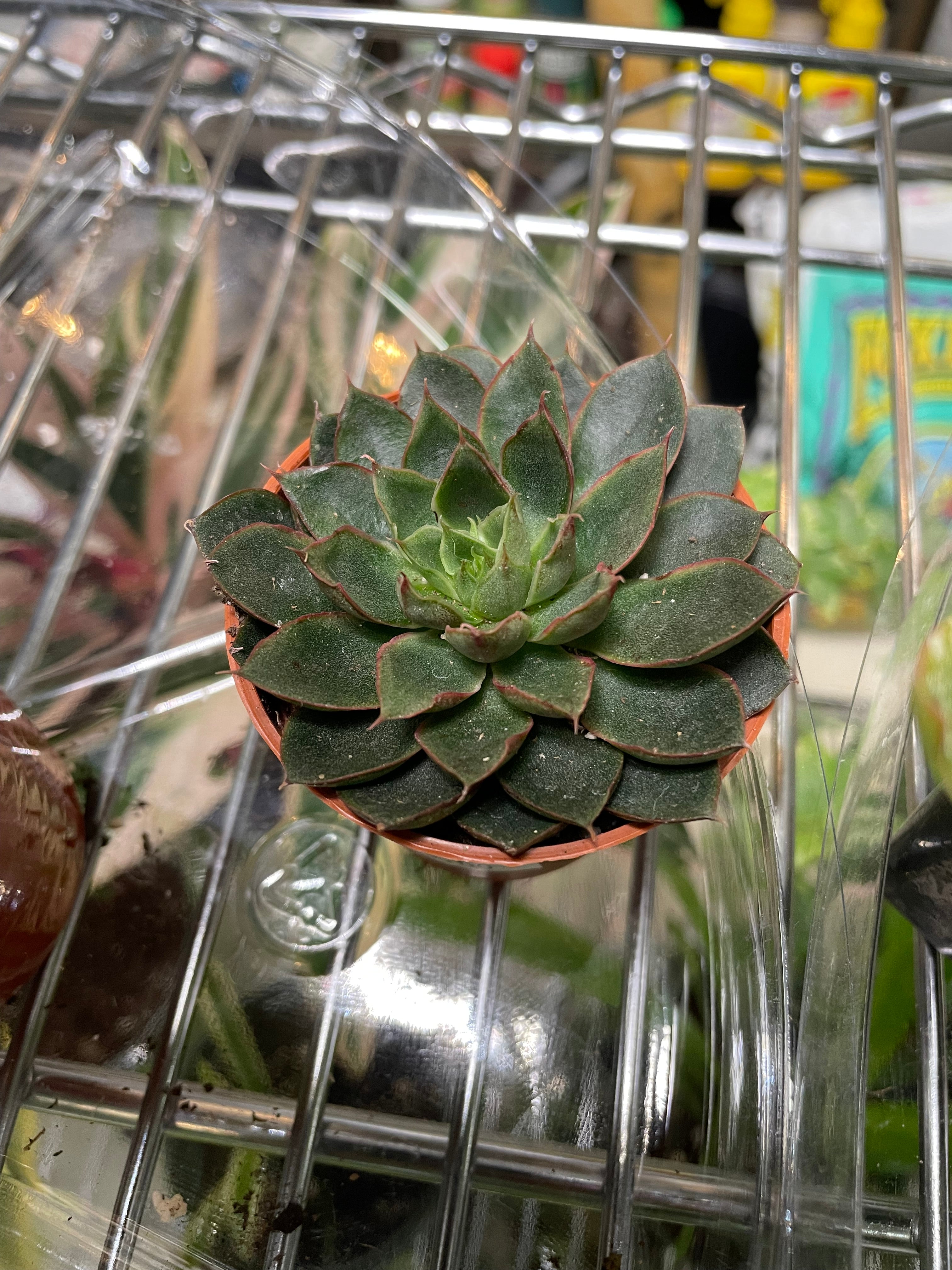 Assorted 2.5" Succulents - TOXIC