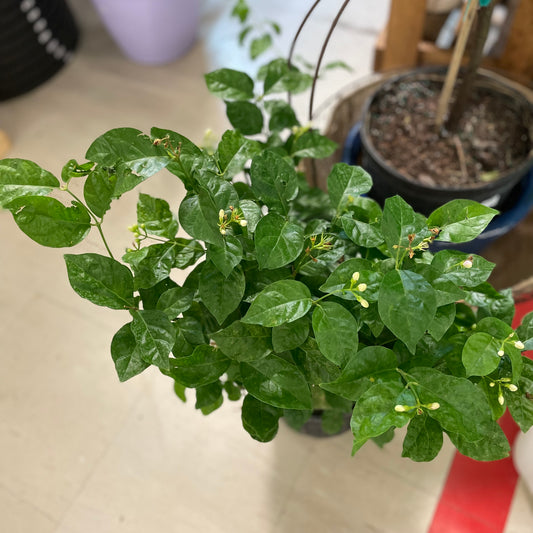 Jasmine Sambac Bush 5" - non-toxic