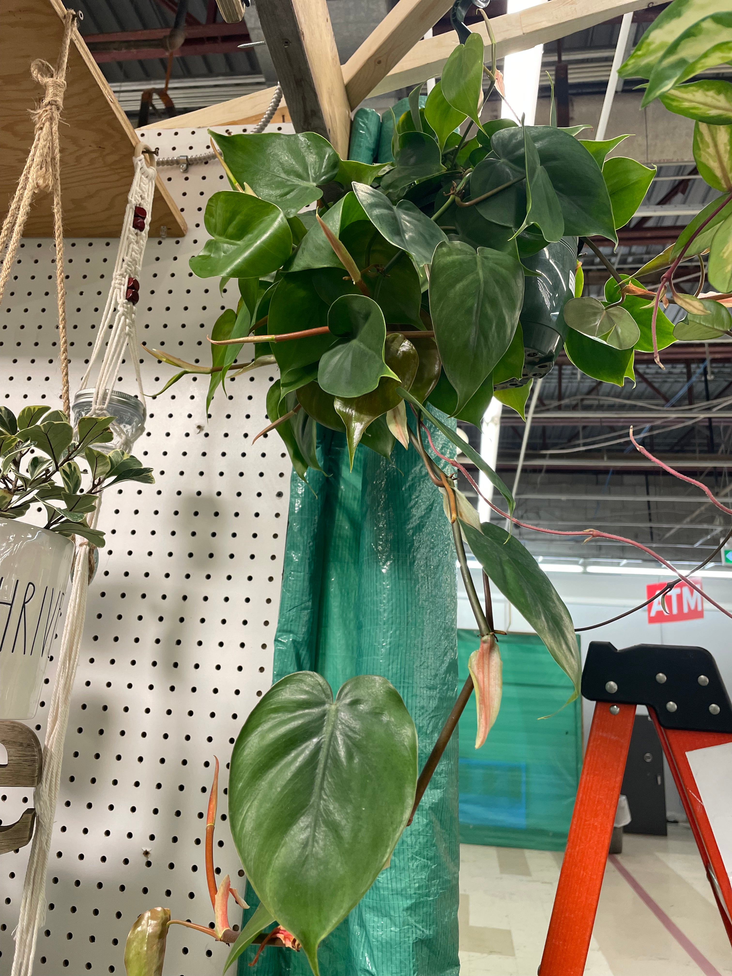 PHILODENDRON CORDATUM 8" HB - Toxic