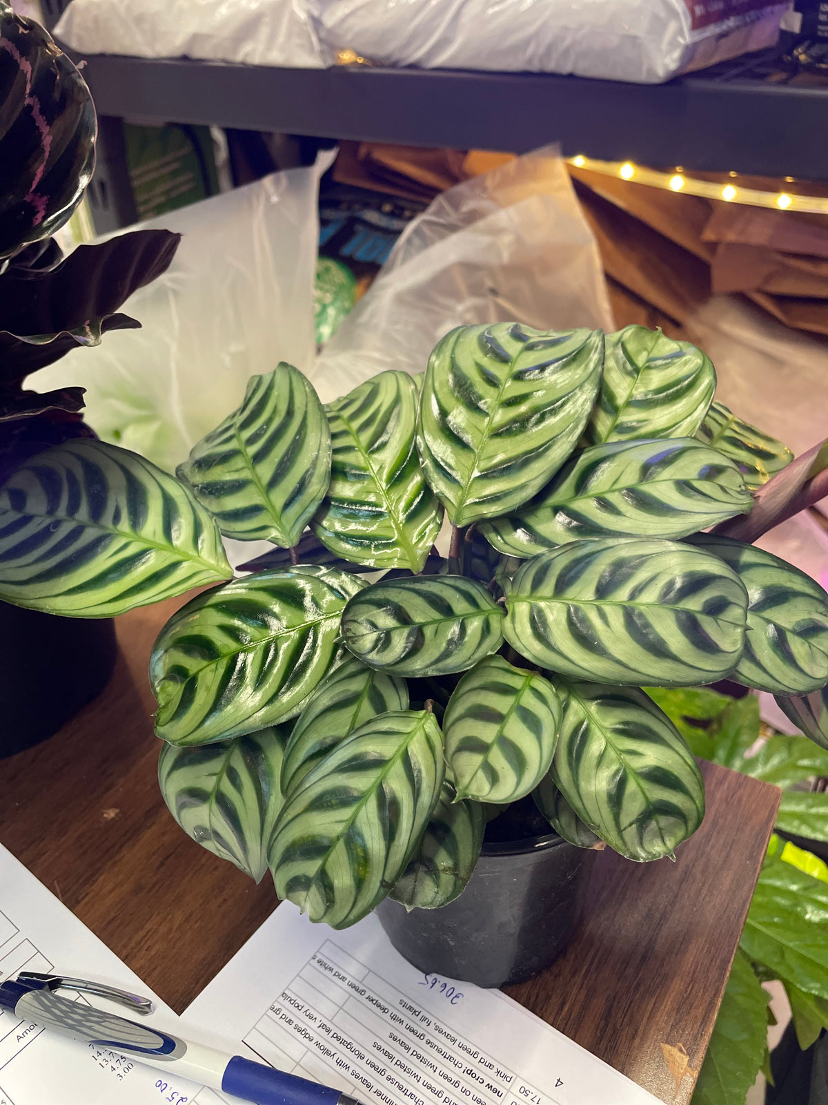 Calathea Assorted (Prayer Plant) non-toxic