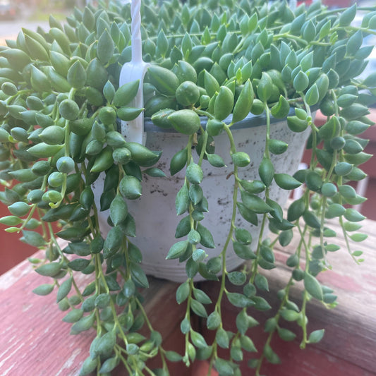 String of Beads 6”