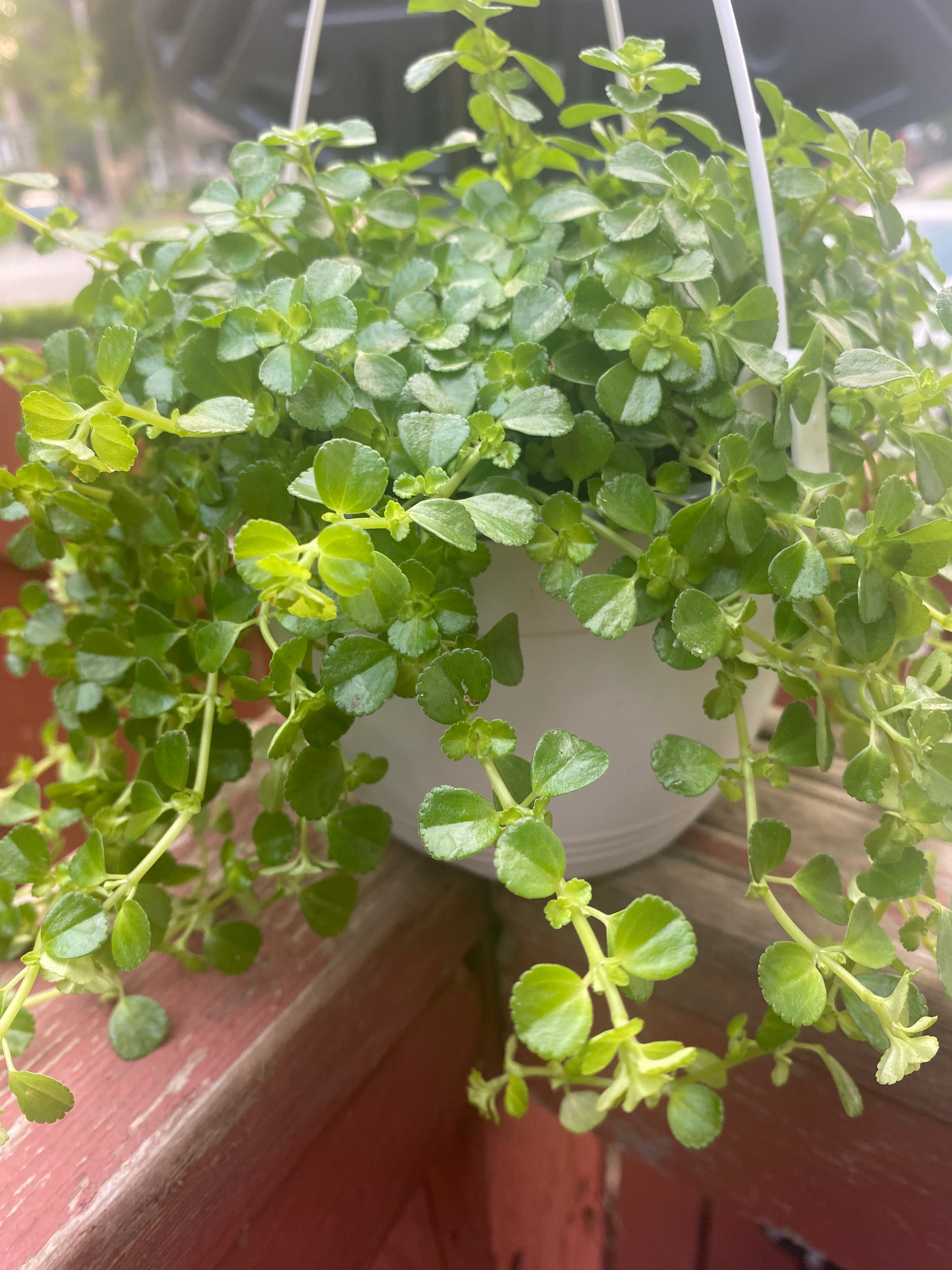 Pilea Depressa HB 6” non-toxic