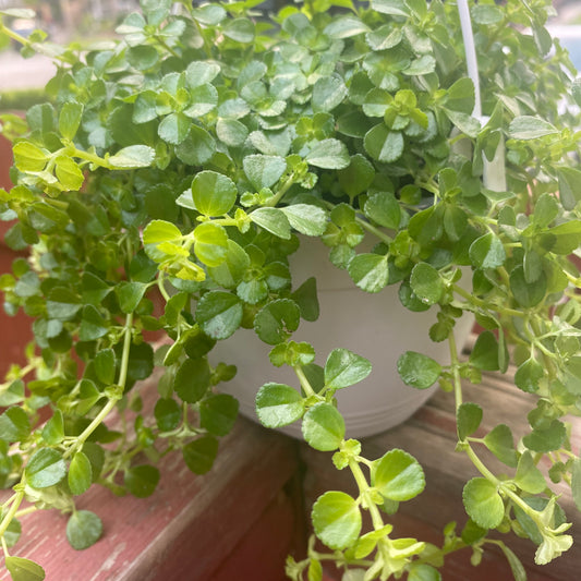Pilea Depressa HB 6” non-toxic