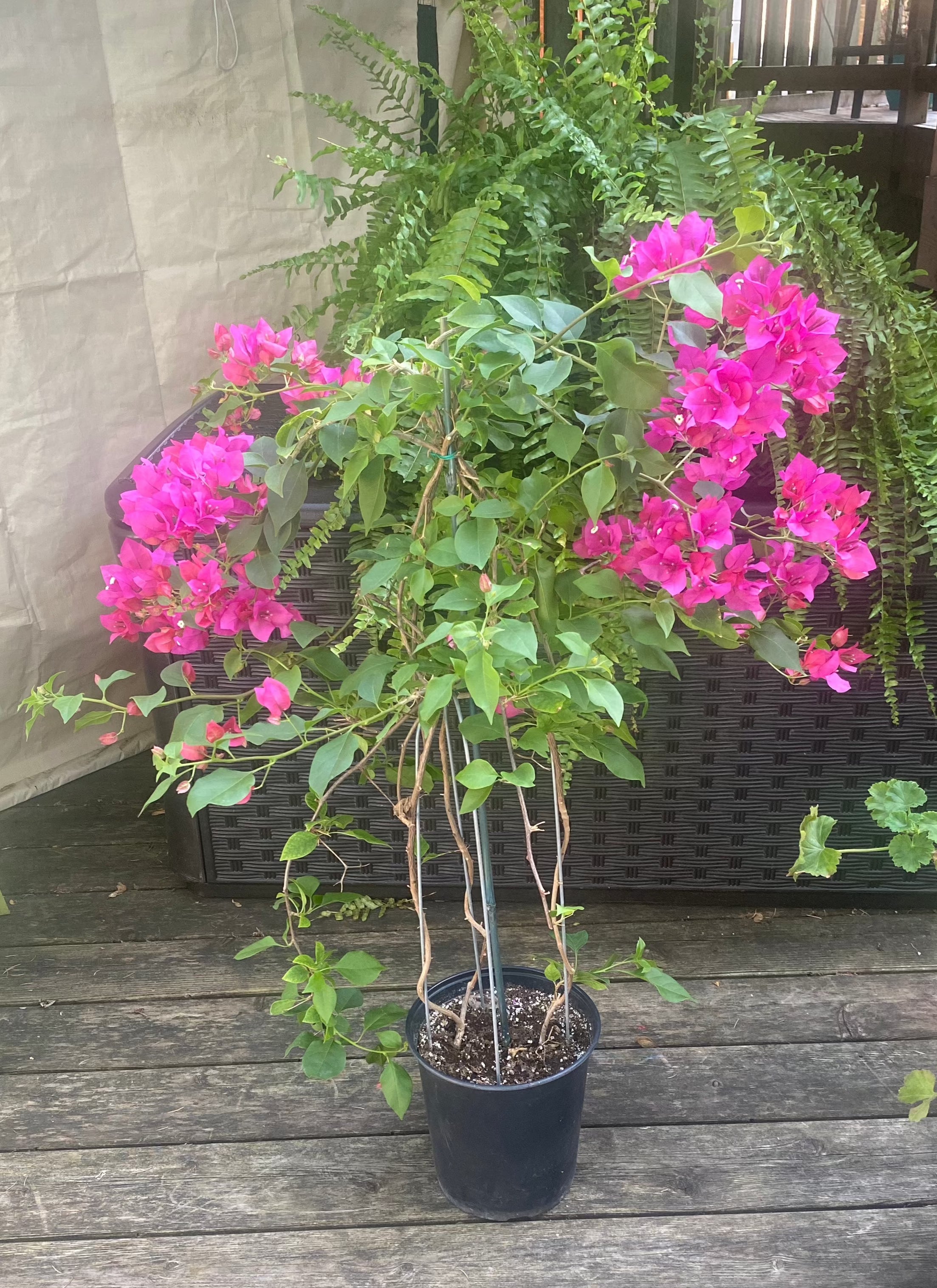 Bougainvillea 5" - Somewhat toxic