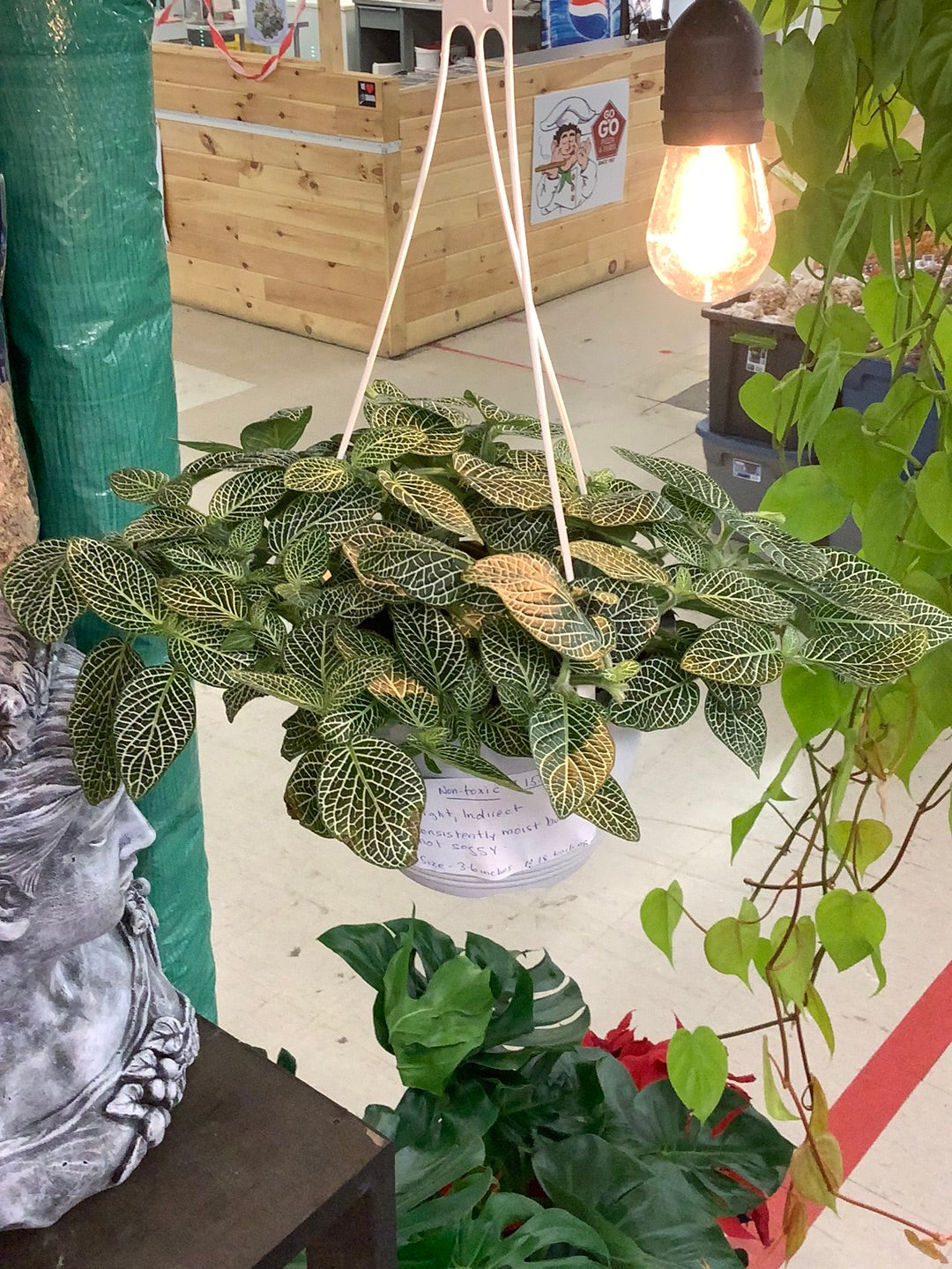 Fittonia 6" HB - Non-Toxic