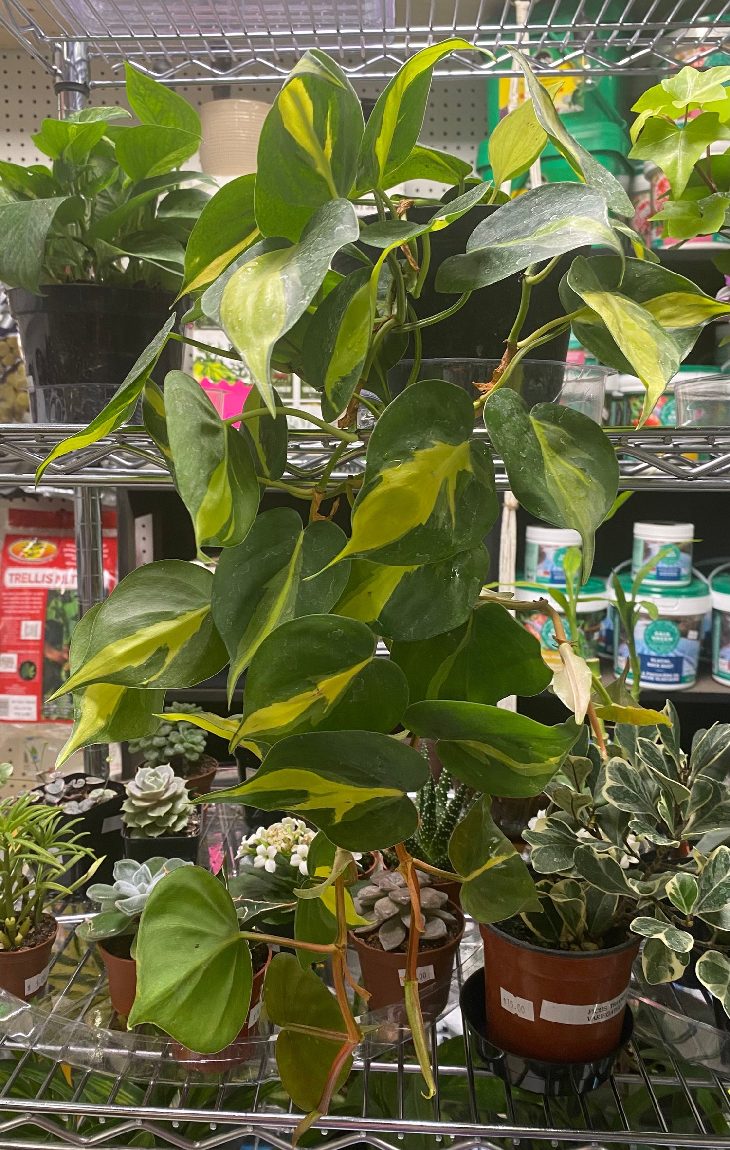 Philodendron Brasil 6"